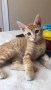 Gaston Kitten